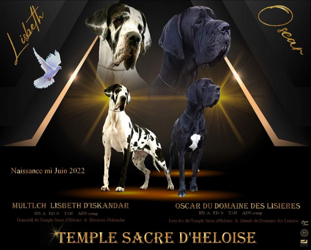 du Temple Sacré d'héloïse - chiot noir et arlequin gbnnes le 11 juin 2022