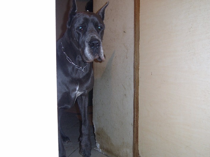 Surbunnae magnae D'edragal