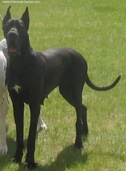Sibelle du Temple Sacré d'héloïse