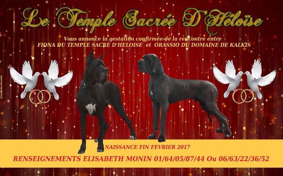 du Temple Sacré d'héloïse - portee a naitre fin fevrier 2017