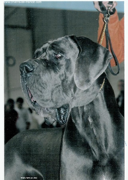 du Temple Sacré d'héloïse - CHAMPION INTERNATIONALE