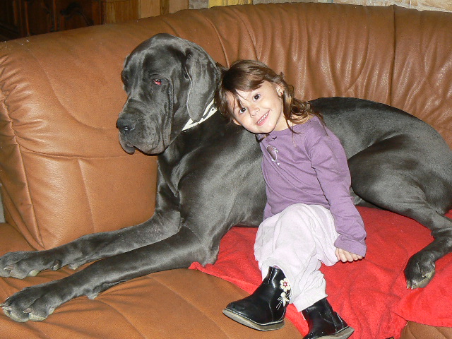 LE DOGUE ET L ENFANT