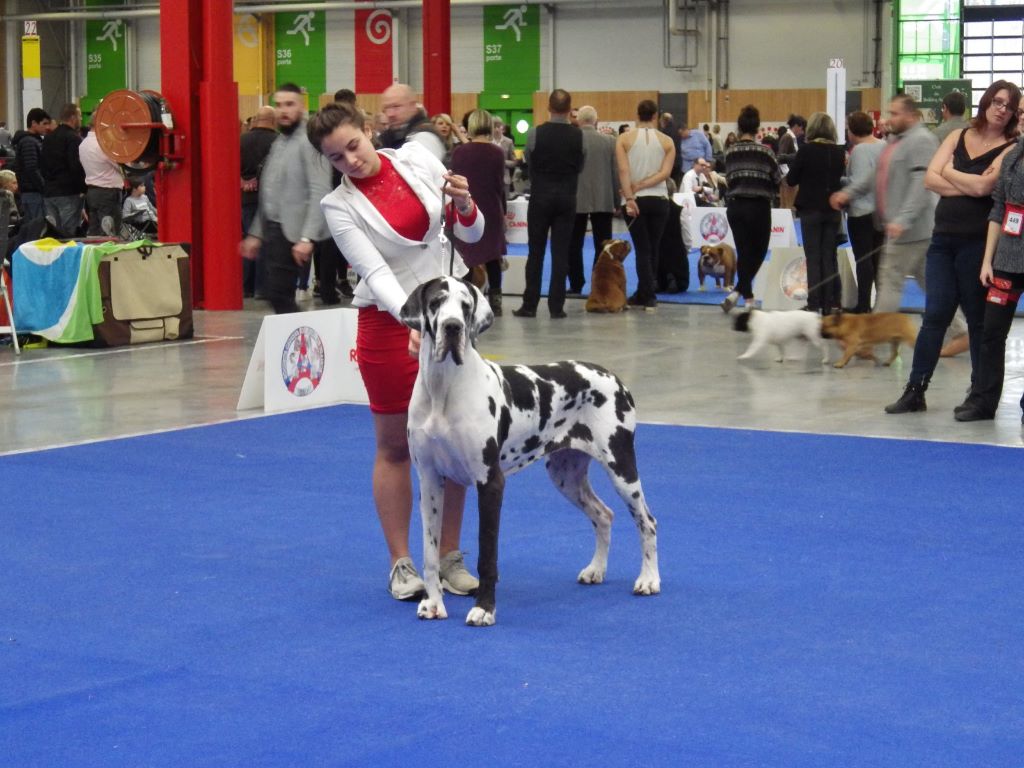 du Temple Sacré d'héloïse - Dogue allemand - Portée née le 04/07/2019