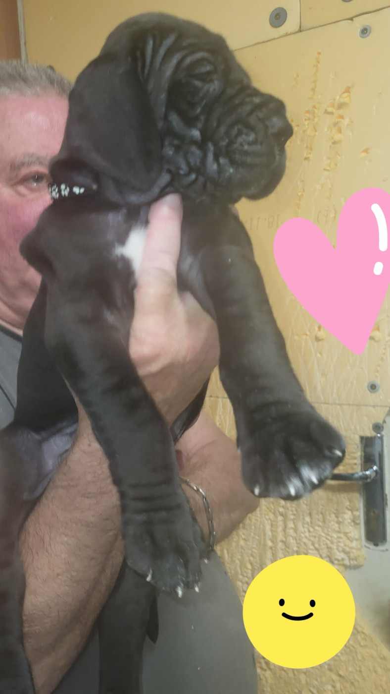 du Temple Sacré d'héloïse - Chiots disponibles - Dogue allemand