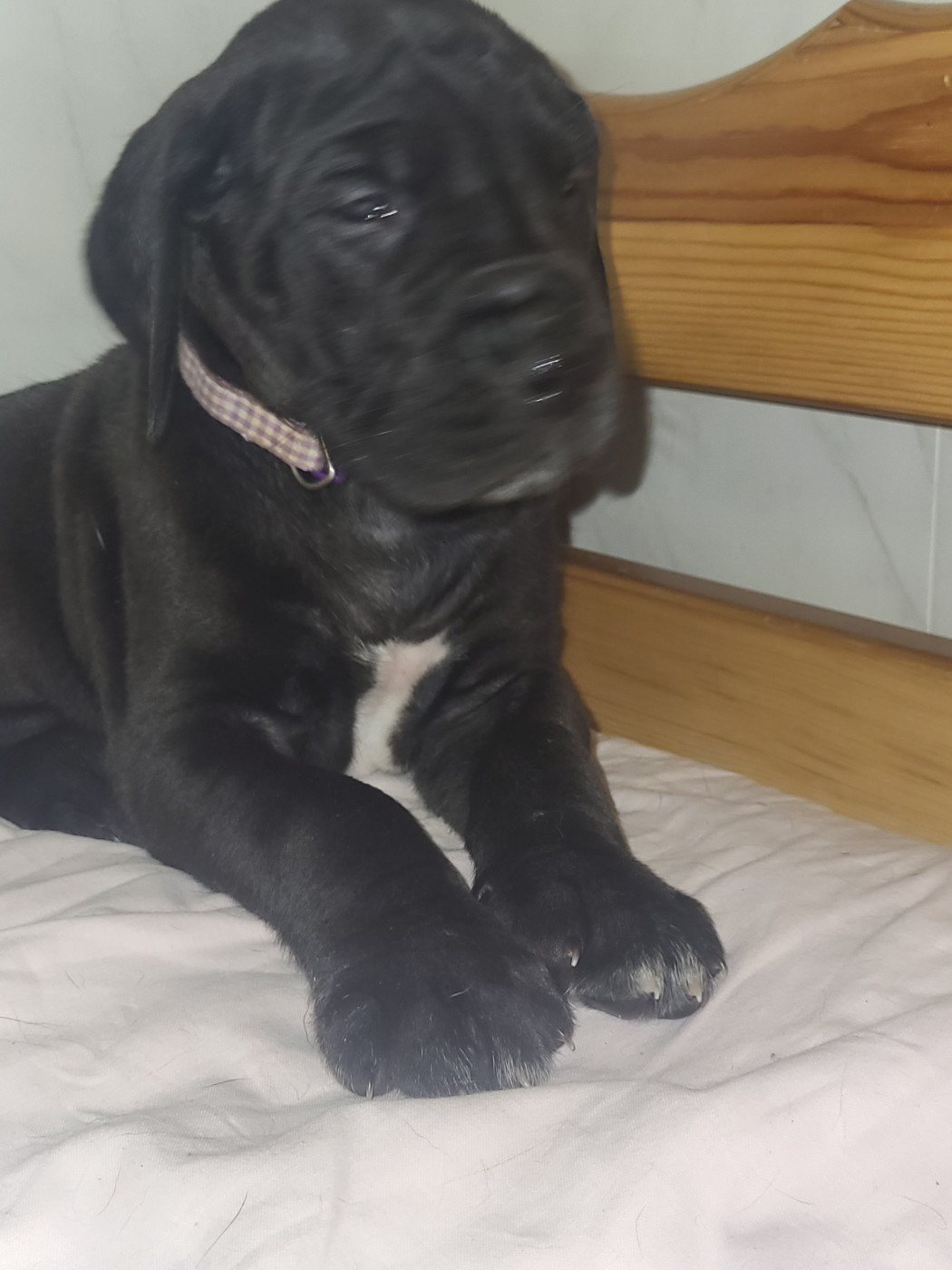 du Temple Sacré d'héloïse - Chiots disponibles - Dogue allemand