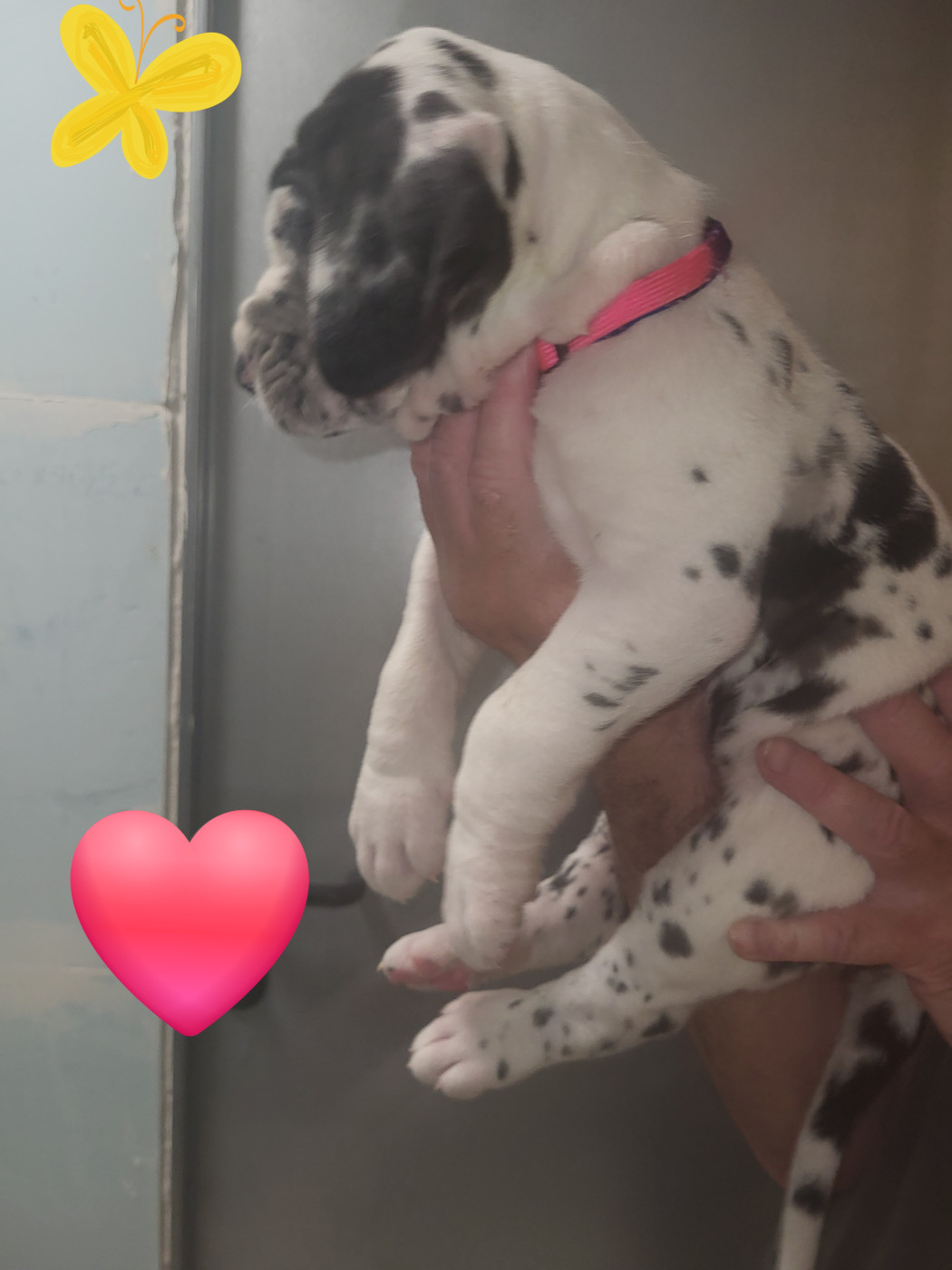 du Temple Sacré d'héloïse - Chiots disponibles - Dogue allemand