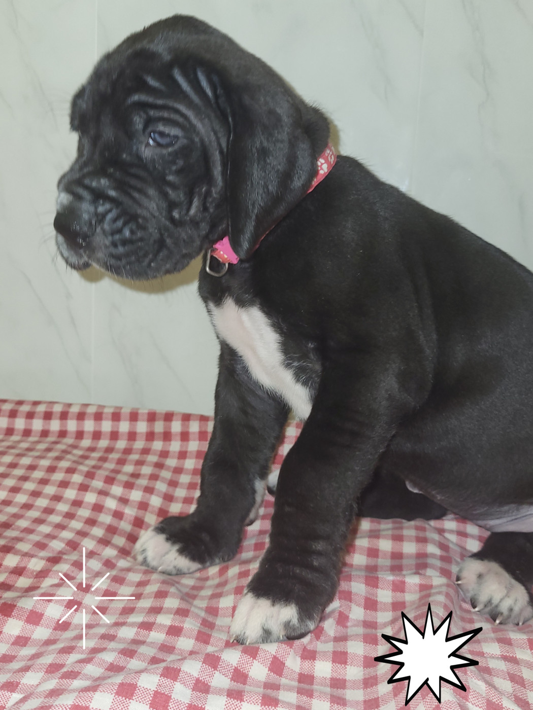 du Temple Sacré d'héloïse - Chiots disponibles - Dogue allemand