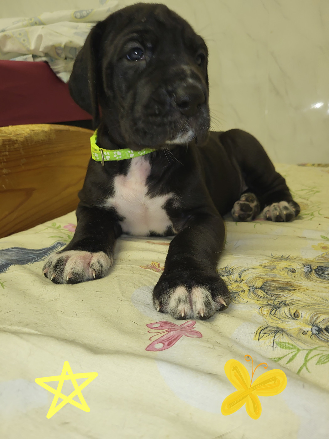 du Temple Sacré d'héloïse - Chiots disponibles - Dogue allemand