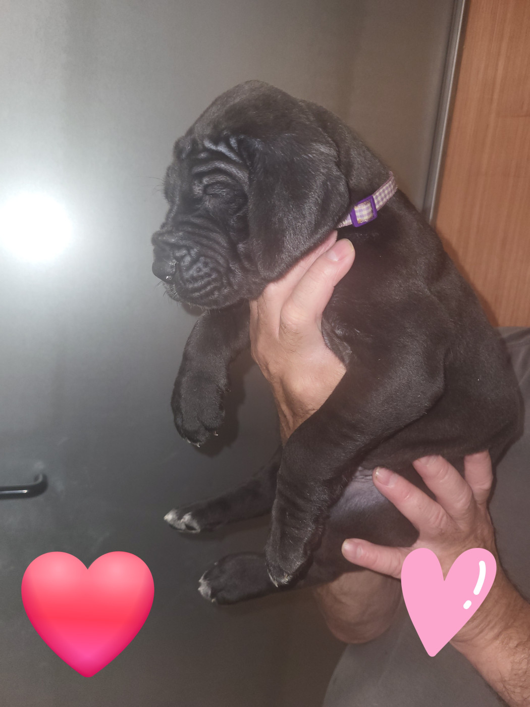du Temple Sacré d'héloïse - Chiots disponibles - Dogue allemand