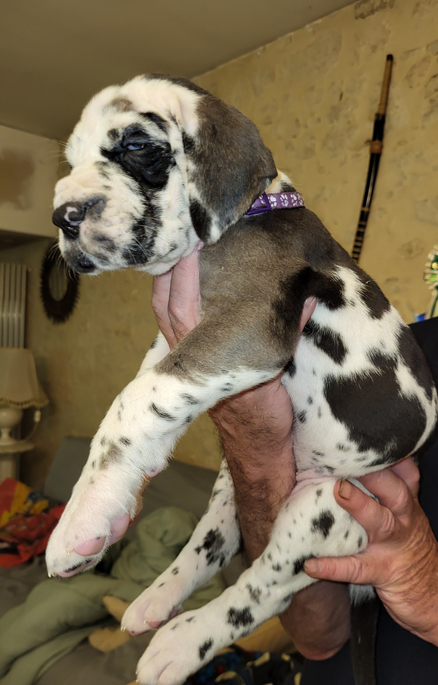 du Temple Sacré d'héloïse - Chiots disponibles - Dogue allemand