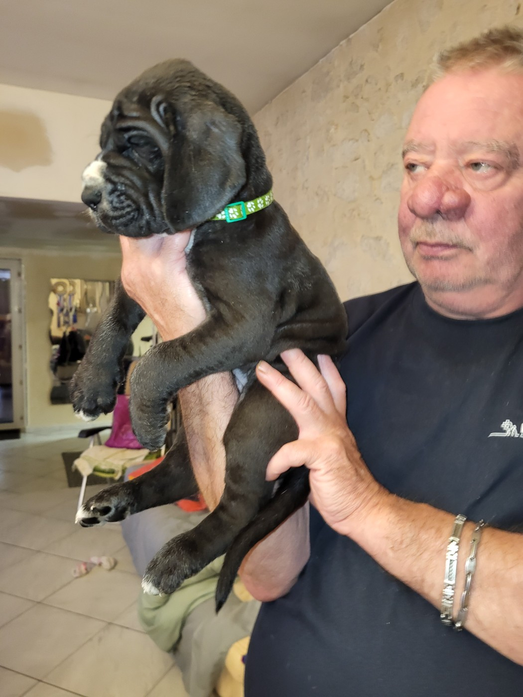 du Temple Sacré d'héloïse - Chiots disponibles - Dogue allemand