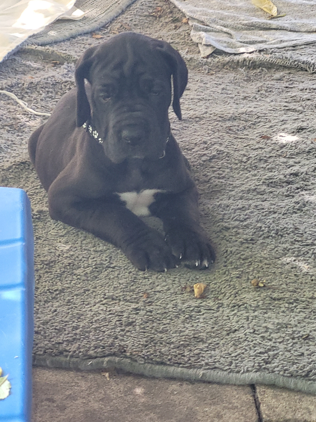 du Temple Sacré d'héloïse - Chiots disponibles - Dogue allemand
