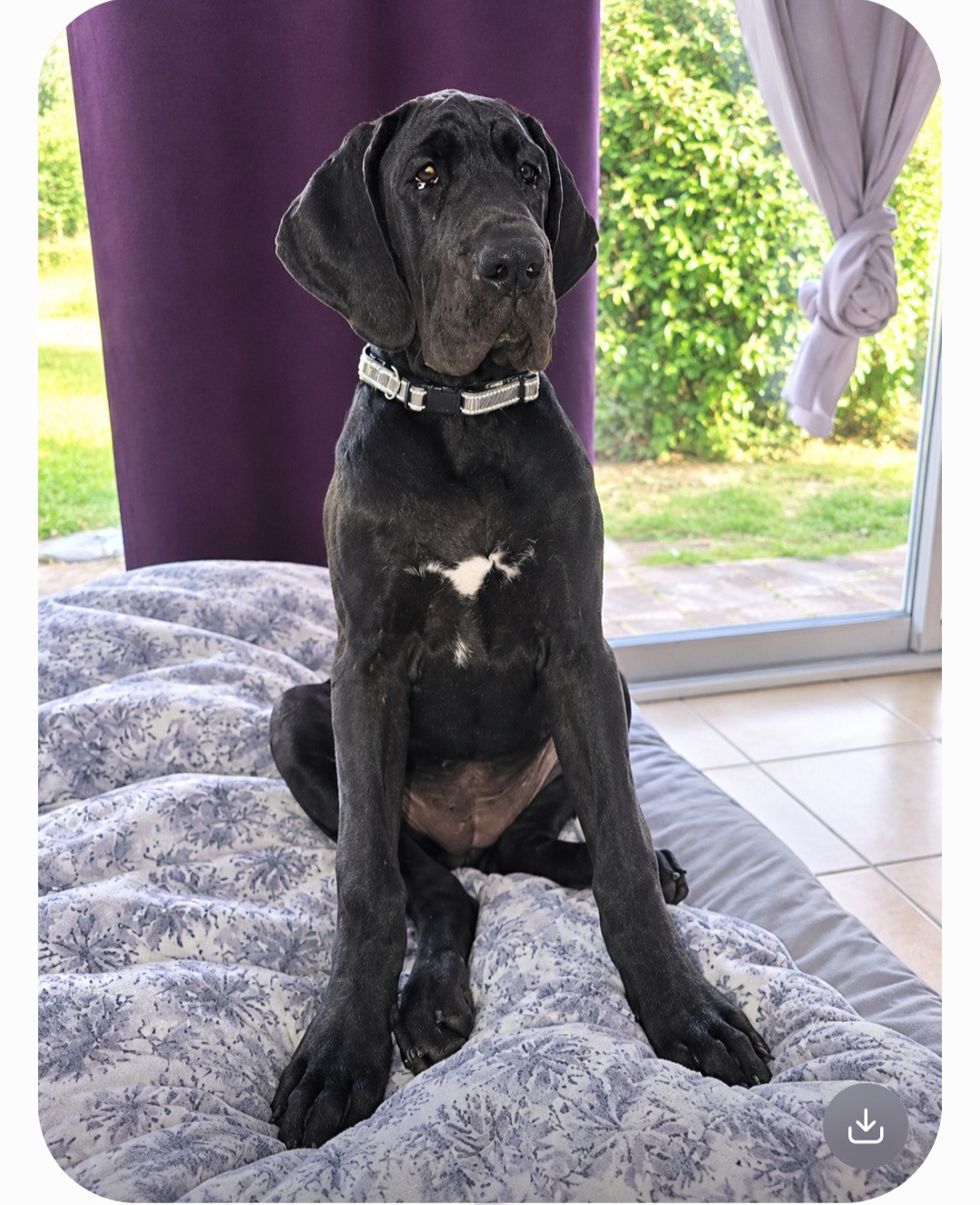 du Temple Sacré d'héloïse - Chiots disponibles - Dogue allemand
