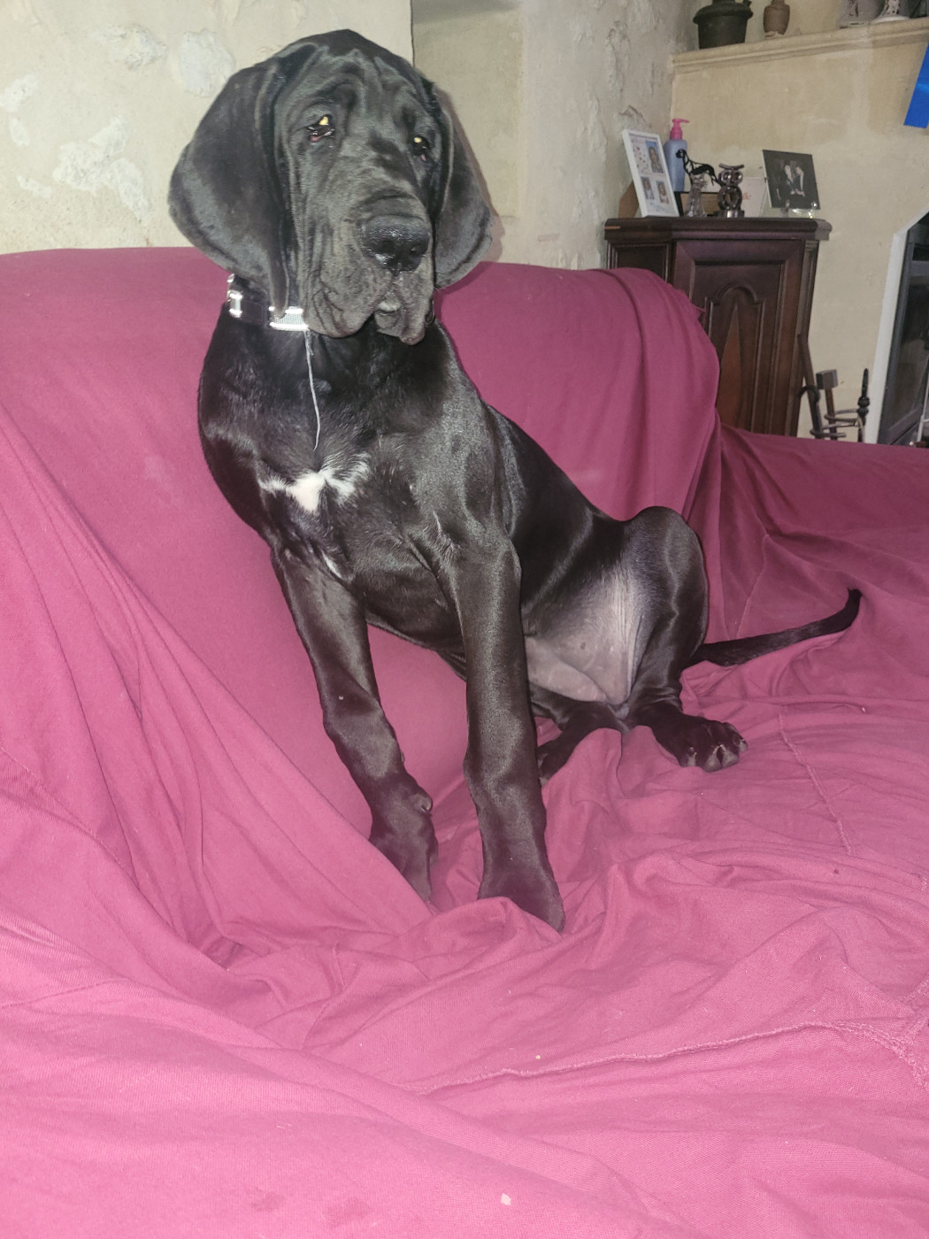 du Temple Sacré d'héloïse - Chiots disponibles - Dogue allemand