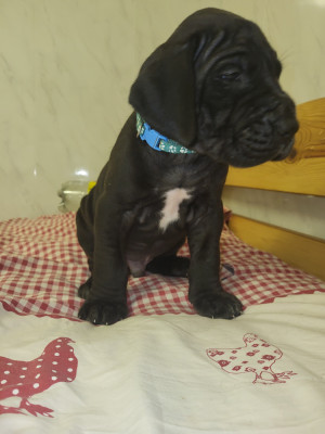 Chiot N°2