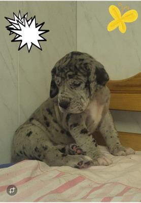 Chiot N°3