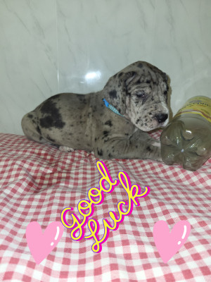 Chiot N°6