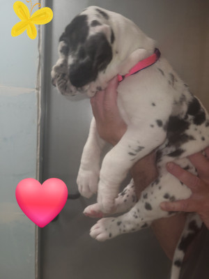 Chiot N°7